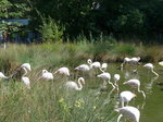 Bern/522447/174410---flamingos-am-28-august (174'410) - Flamingos am 28. August 2016 in Bern, Tierpark Dhlhlzli