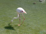 (174'411) - Flamingo am 28. August 2016 in Bern, Tierpark Dhlhlzli