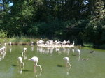 (174'412) - Flamingos am 28. August 2016 in Bern, Tierpark Dhlhlzli