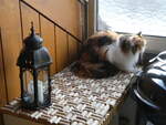 (269'393) - Katze Nimerya am 26.
