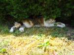 (127'970) - Katze Fortuna geniesst den Schatten am 12. Juli 2010