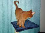 Thun/264483/131074---eine-katze-auf-dem (131'074) - Eine Katze auf dem blauen Teppich am 22. November 2010