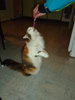 (132'602) - Katze Fortuna macht Frauchen am 10. Februar 2011