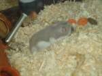 Thun/267549/132776---haemi-der-hamster-beim (132'776) - Hmi, der Hamster beim Fressen am 8. Mrz 2011