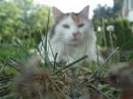 (140'970) - Katze Fortuna am 27. Juli 2012 hinter Gras
