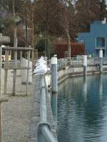 (142'526) - Mwen bei der Schifflndte in Thun am 16. Dezember 2012