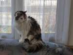(168'726) - Katze Fortuna am 14. Februar 2016 auf dem Sofa