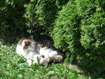(174'275) - Katze Fortuna geniesst die Sonne am 22. August 2016