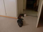 (213'278) - Kater Shaggy und Katze Nimerya am 1.