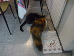(213'807) - Kater Shaggy und Katze Nimerya beim Fressen am 12.