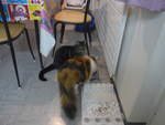 (213'809) - Kater Shaggy und Katze Nimerya beim Fressen am 12.