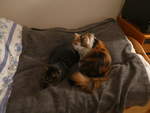 (213'813) - Kater Shaggy und Katze Nimerya auf dem Bett am 13.