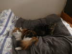 (213'815) - Katze Nimerya und Kater Shaggy auf dem Bett am 13. Januar 2020 in Thun