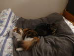 (213'816) - Katze Nimerya und Kater Shaggy auf dem Bett am 13.