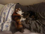 (213'956) - Katze Nimerya und Kater Shaggy auf dem Bett am 20.