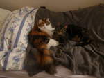 (213'957) - Katze Nimerya und Kater Shaggy auf dem Bett am 20. Januar 2020 in Thun