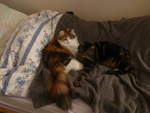 (213'958) - Katze Nimerya und Kater Shaggy auf dem Bett am 20.