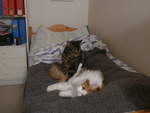 (213'986) - Kater Shaggy und Katze Nimerya auf dem Bett am 20. Januar 2020 in Thun