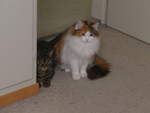 (213'990) - Kater Shaggy und Katze Nimerya am 22.