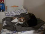 (214'001) - Katze Nimerya und Kater Shaggy auf dem Bett am 26.