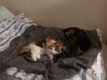 (214'002) - Katze Nimerya und Kater Shaggy auf dem Bett am 26. Januar 2020 in Thun
