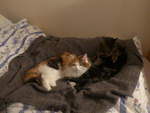 (214'003) - Katze Nimerya und Kater Shaggy auf dem Bett am 26.
