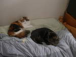 (214'007) - Katze Nimerya und Kater Shaggy auf dem Bett am 30.