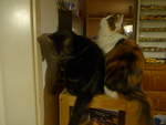 (214'114) - Kater Shaggy und Katze Nimerya am 8.