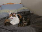 (214'225) - Katze Nimerya und Kater Shaggy auf dem Bett am 15.