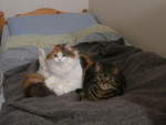 (214'226) - Katze Nimerya und Kater Shaggy auf dem Bett am 15. Februar 2020 in Thun