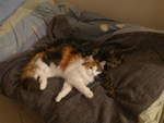 Thun/690459/214368---kater-shaggy-und-katze (214'368) - Kater Shaggy und Katze Nimerya auf dem Bett am 17. Februar 2020 in Thun