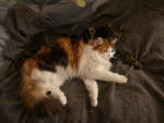(214'370) - Kater Shaggy und Katze Nimerya auf dem Bett am 17.