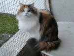 (256'806) - Katze Nimerya auf dem Balkontischli am 7. November 2023 in Thun