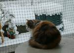 (257'342) - Katze Nimerya bewundert den Schnee am 2. Dezember 2023 in Thun