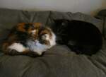 (258'649) - Nymeria und Shaggy auf dem Bett am 12.