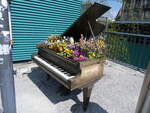 (273'775) - Flgel mit Blumen am 9. April 2025 beim Guisanplatz in Thun