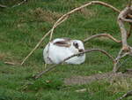 (228'657) - Kaninchen auf der Scheidegger-Ranch am 3.