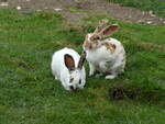 (228'681) - Kaninchen auf der Scheidegger-Ranch am 3.