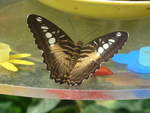 (209'090) - Schmetterling am 25. August 2019 im Papiliorama in Kerzers