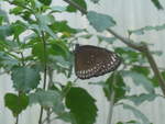 (209'091) - Schmetterling am 25. August 2019 im Papiliorama in Kerzers