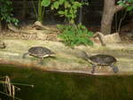 (209'104) - Hellrandige Krötenkopfschildkröten am 25.