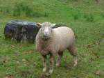 (155'992) - Ein Schaf am 25. Oktober 2014 in Rain/Luzern