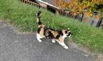 (281'669) - Katze am 19.