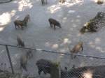 (164'351) - Ftterung der Wildschweine am 31. August 2015 im Tierpark Goldau