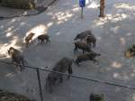 Goldau/455679/164356---fuetterung-der-wildschweine-am (164'356) - Ftterung der Wildschweine am 31. August 2015 im Tierpark Goldau
