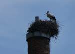 (275'559) - Storchennest am 15.