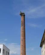 (275'561) - Storchennest am 15.