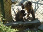 (145'750) - Affen im ZOO von Servion am 16. Juli 2013