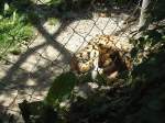 Servion/305976/145751---wildkatze-im-zoo-von (145'751) - Wildkatze im ZOO von Servion am 16. Juli 2013