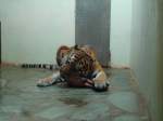 Servion/306001/145784---tigerfuetterung-im-zoo-von (145'784) - Tigerftterung im ZOO von Servion am 16. Juli 2013
